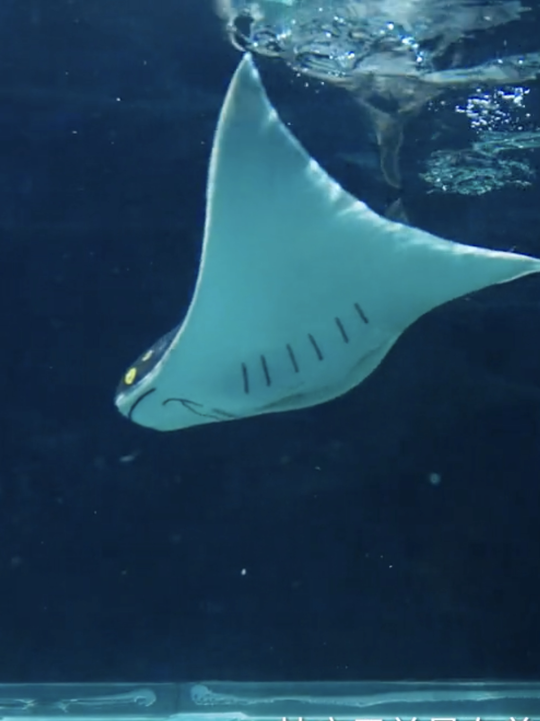 软体仿生鱼“文鳐”问世,搭载华为芯,可在300米内水深执行任务