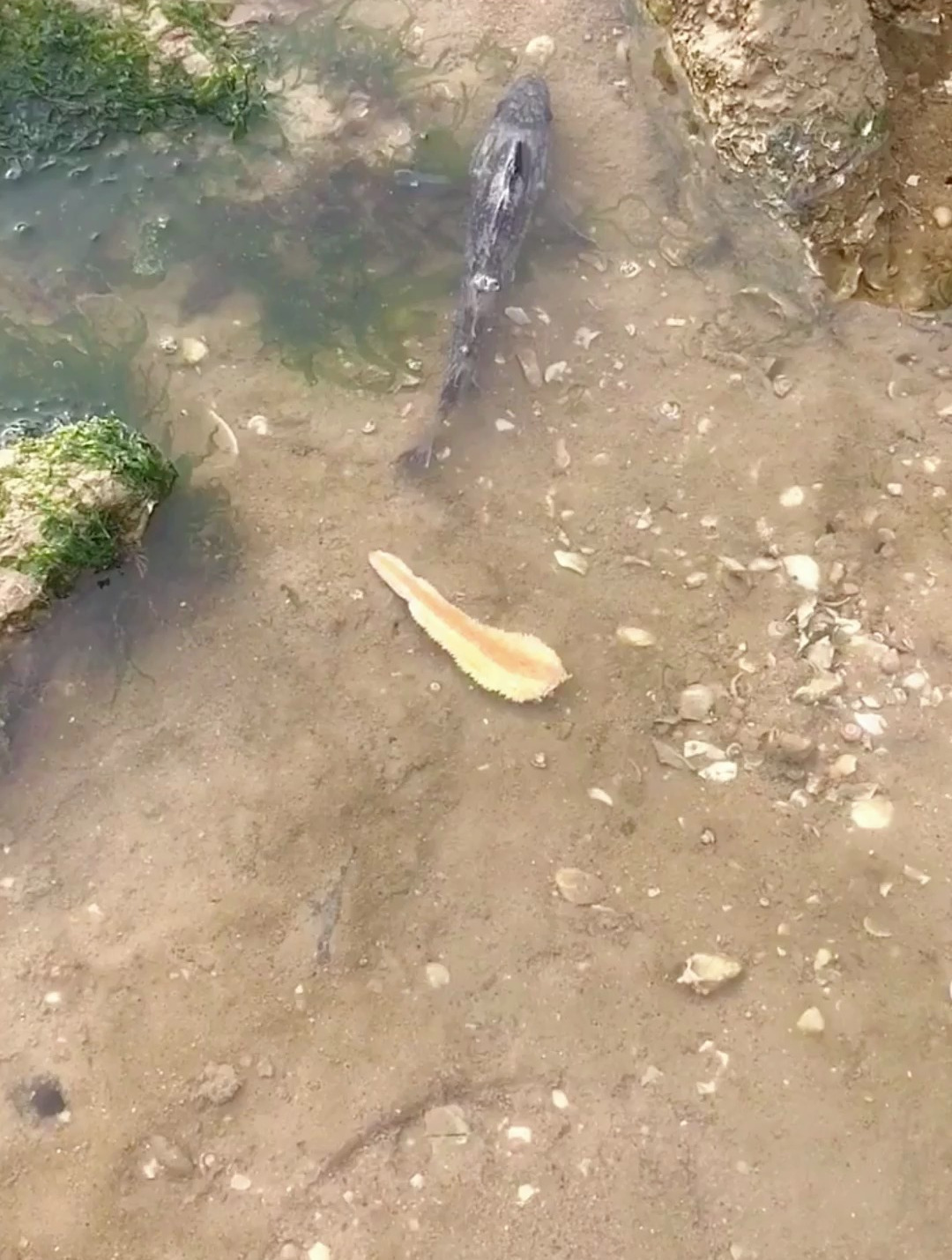 这样的黑点石斑鱼,你认识吗?