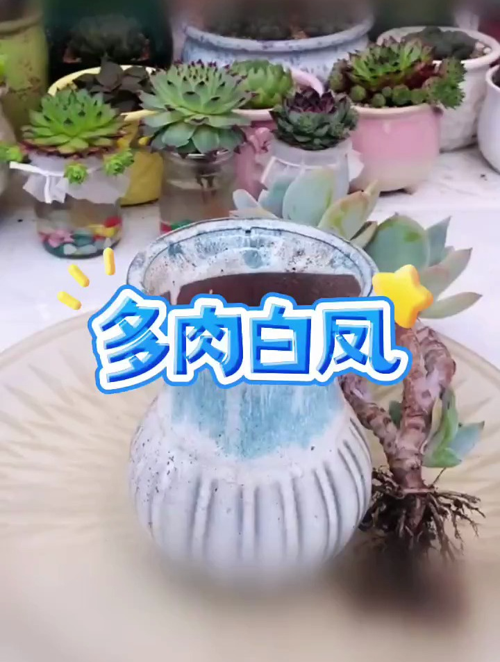 多肉植物养护小常识!