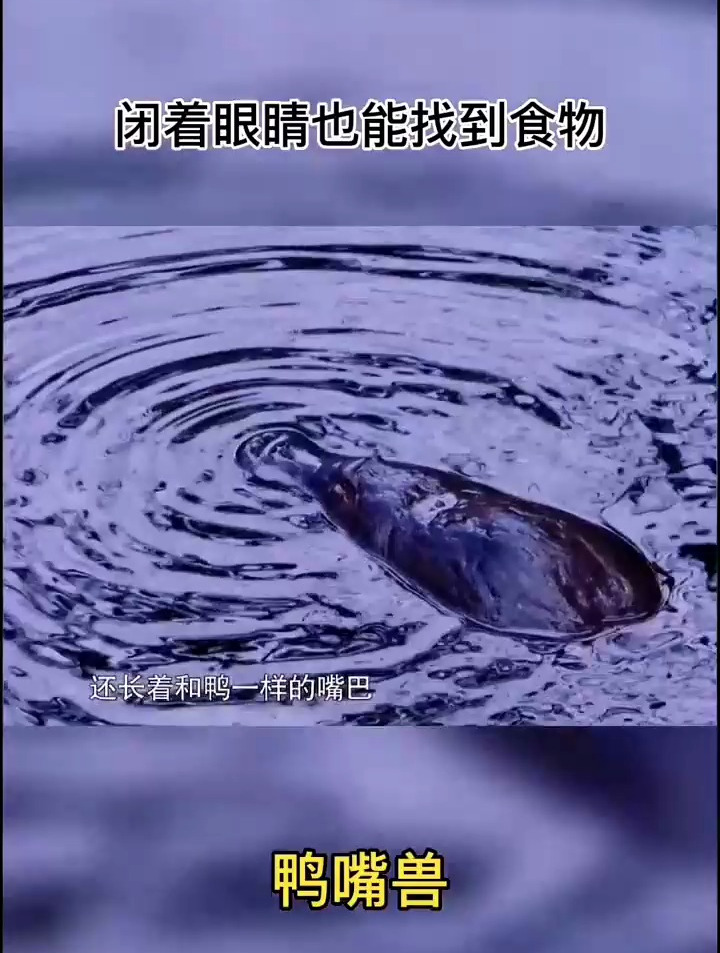 鸭嘴兽,卵生哺乳动物