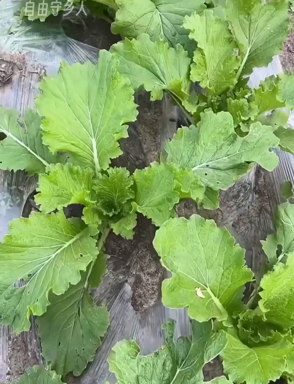 种白菜啥时候最合适?第15集告诉你真相