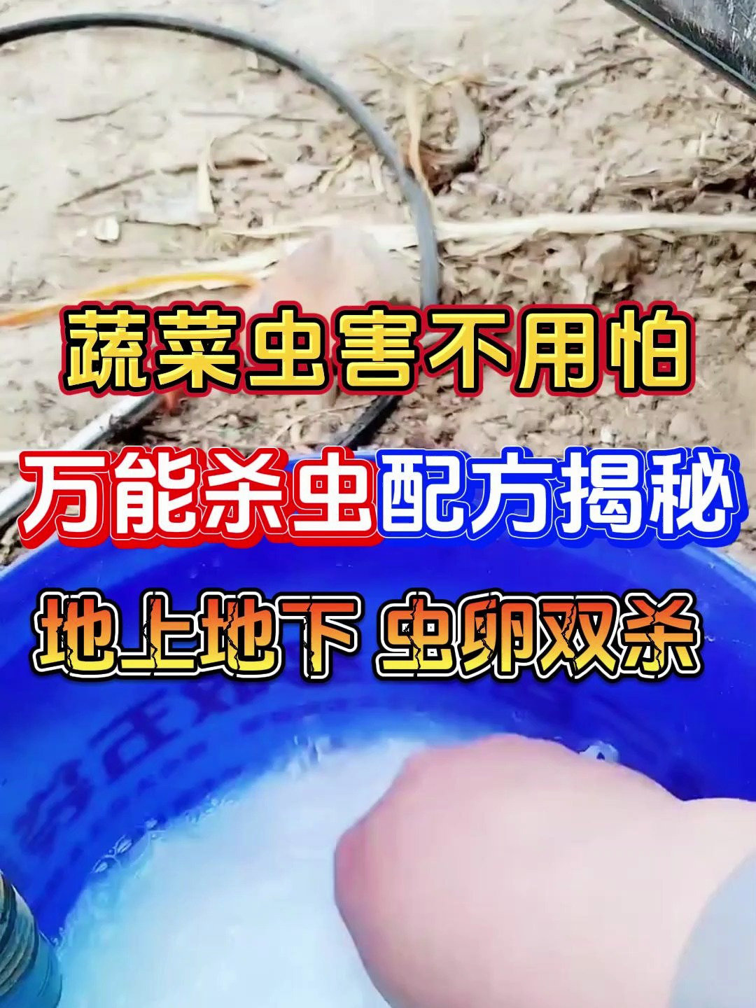 蔬菜虫害不用怕万能杀菌剂配方地上地下虫卵双杀