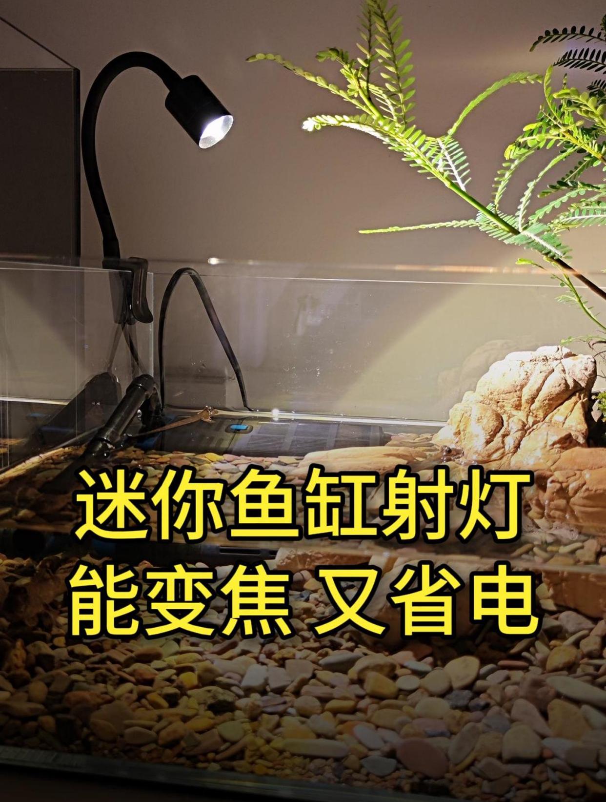 能变焦的迷你鱼缸射灯,一天开8小时,一月不到1度电