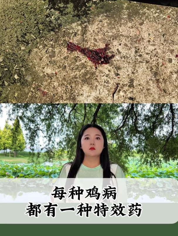 看图识鸡病表妹养殖技术表妹聊养鸡土鸡球虫科学养鸡