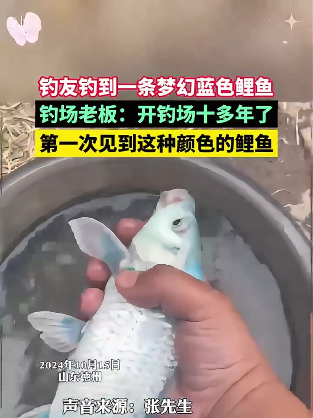 钓友钓到一条梦幻蓝色鲤鱼……