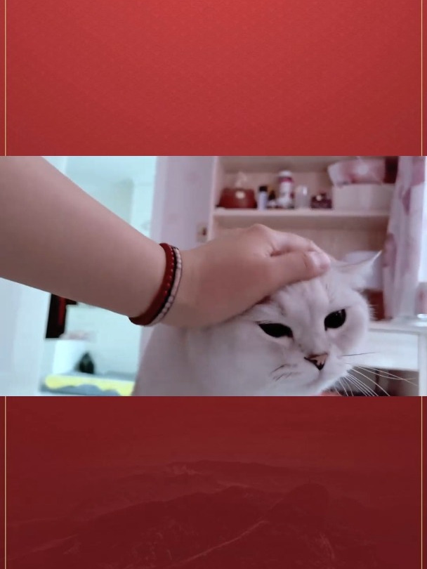 猫咪的可爱表情包,快来收藏