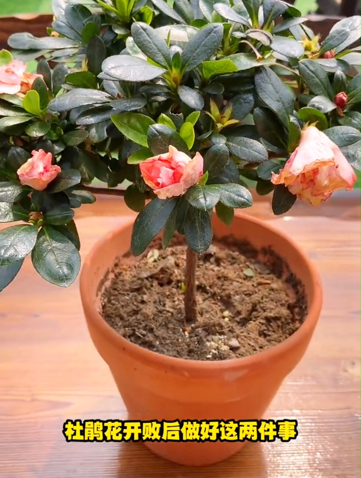 做好这两件事,杜鹃花不仅叶子油绿还可以一年花开两次~