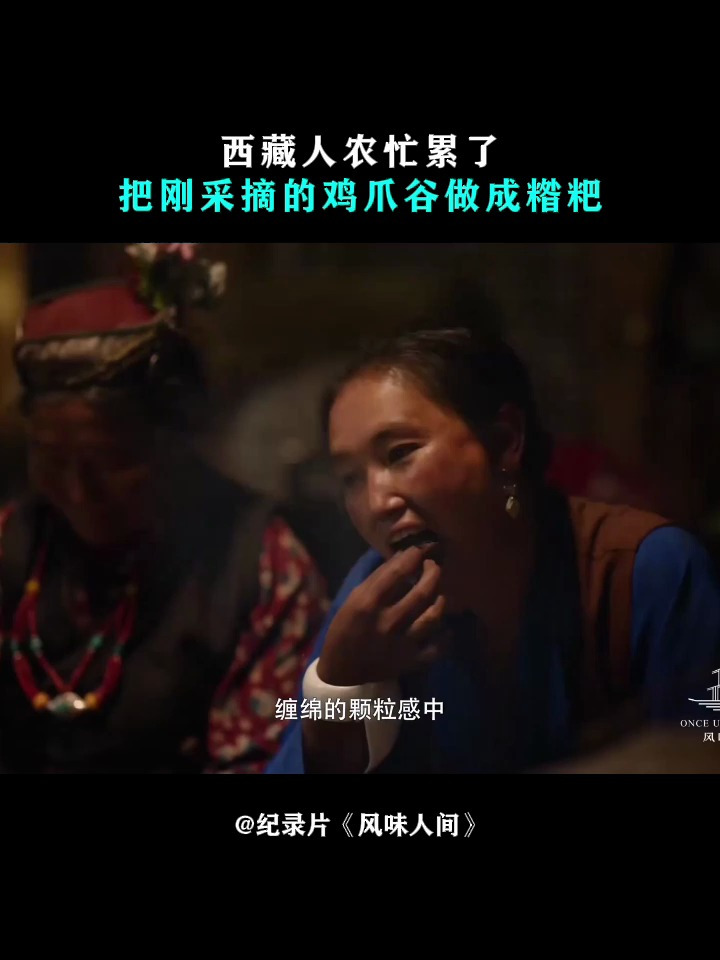 风味人间:西藏人农忙累了,把刚采摘的鸡爪谷做成糌粑