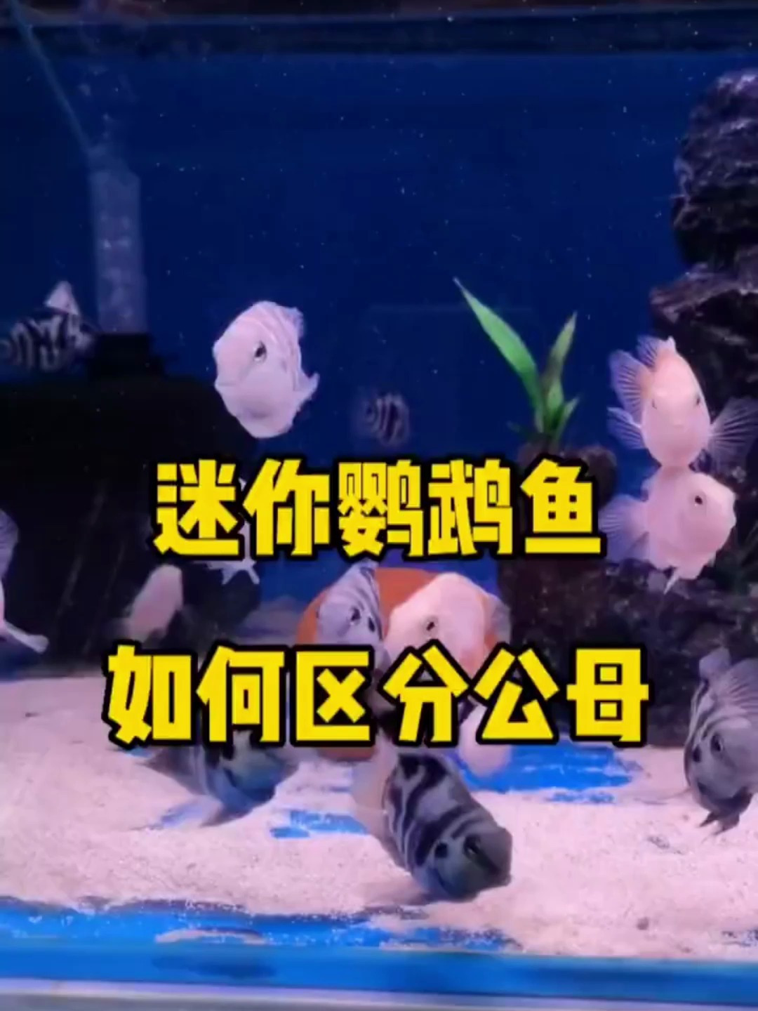 迷你鹦鹉鱼如何区别公母?可以从这几点入手!