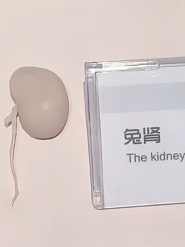 你绝对没见过这些肾脏大全