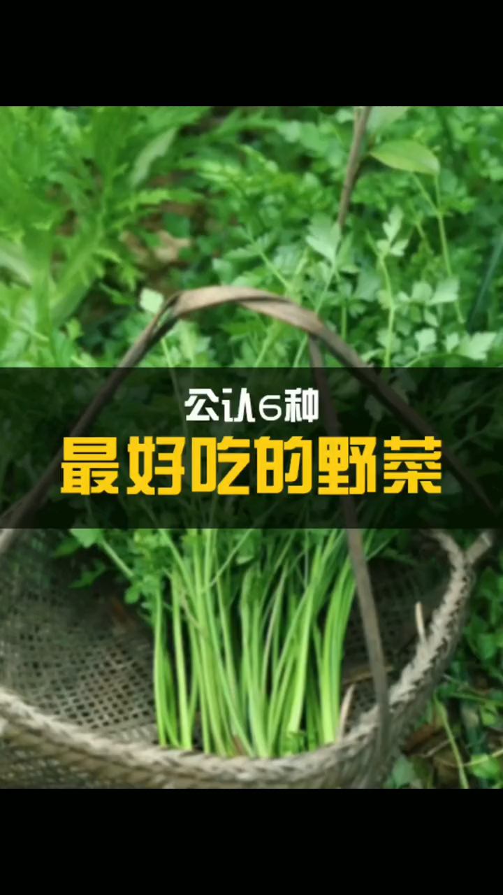 最好吃的野菜,你去采摘过吗?