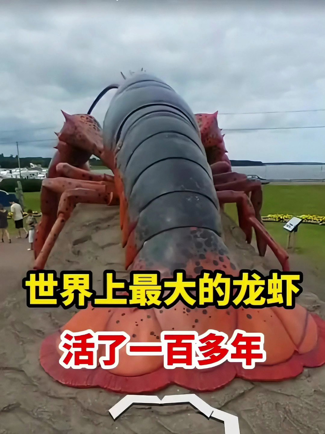 世界上最大的龙虾竟然活了一百多年?你想看看吗?