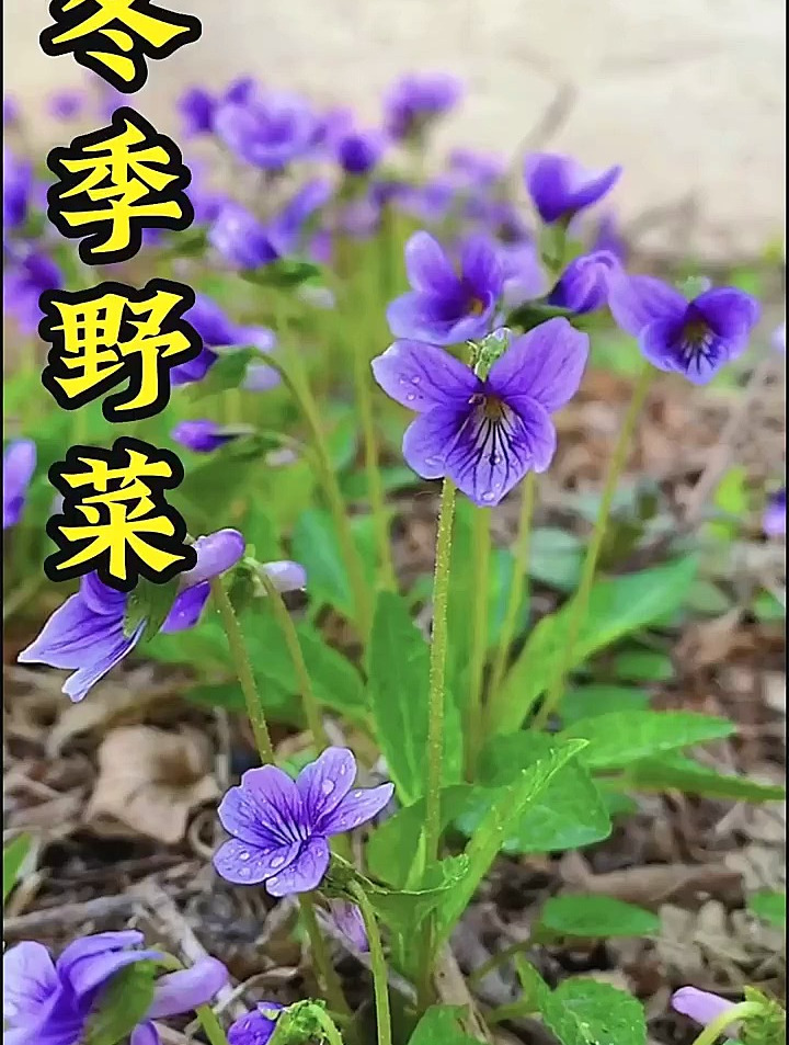 这些冬天的野菜你都吃过没