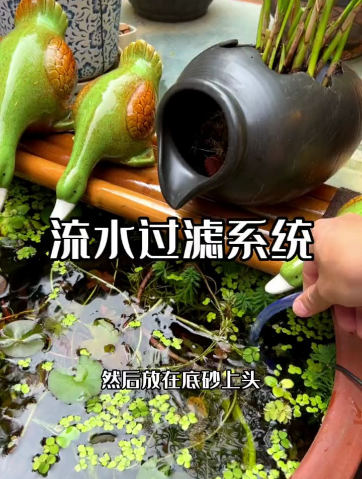 加上一个流水过滤系统,让鱼缸的生态更加完整,养鱼也就更加轻松