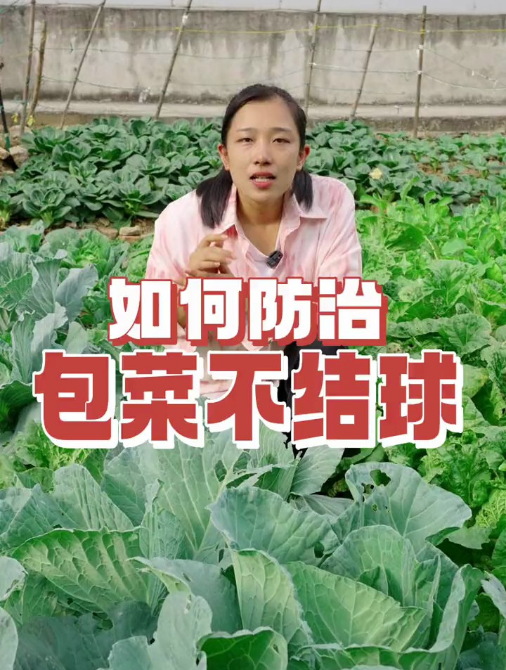 包菜不结球,原因是什么,又该如何预防