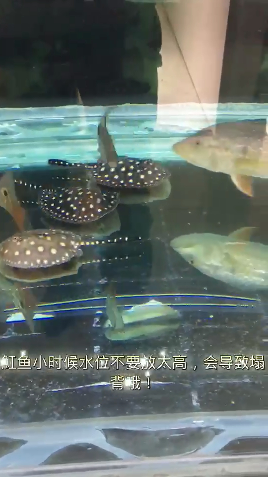 观赏鱼,黑金魟鱼,魟鱼,黑白皇冠魟鱼