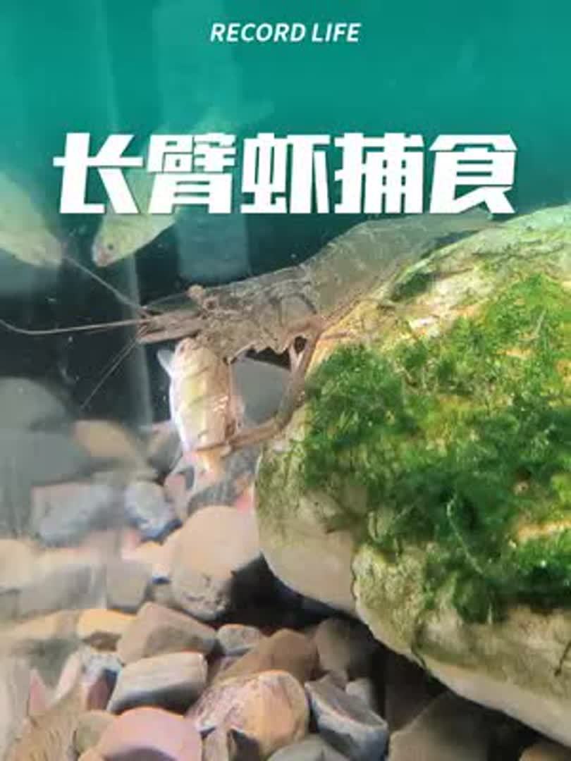 近距离观察长臂虾捕食,有长臂虾的注意啦,鱼会成它的食物