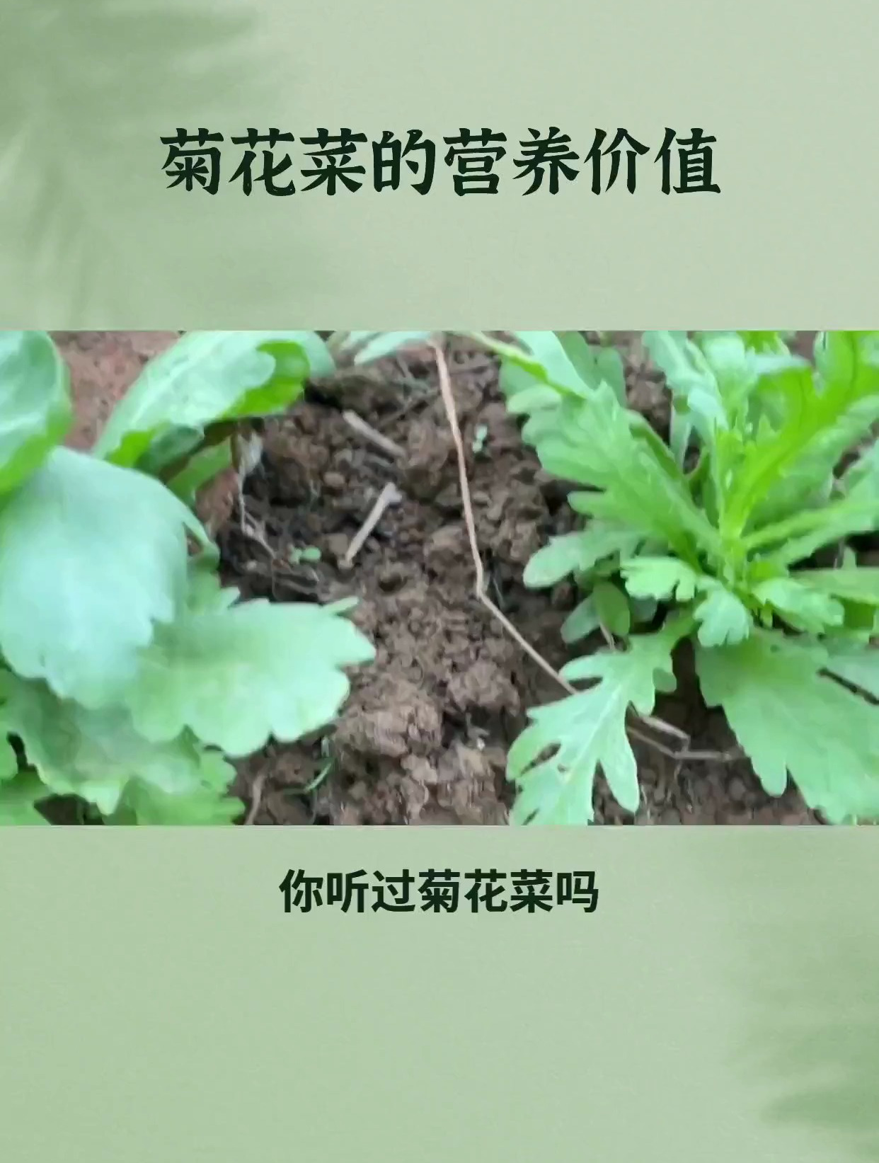 你听过菊花菜吗?它不仅口感独特,还有丰富的营养价值和药用价值