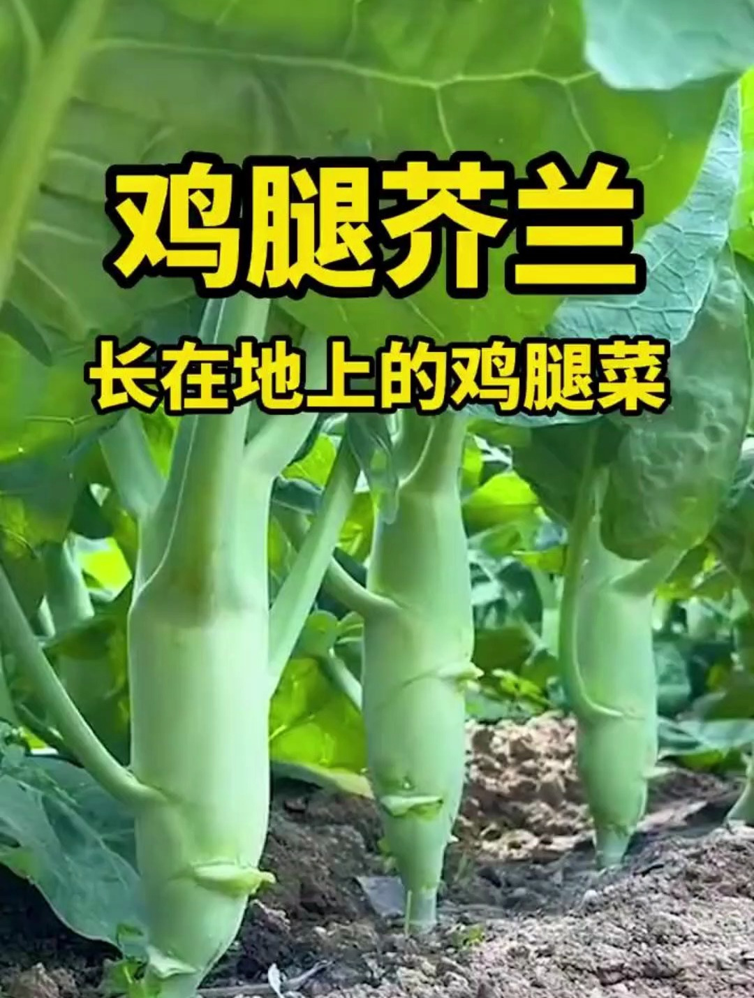 营养赛过牛羊肉的“鸡腿芥蓝”,人称长在地上的鸡腿菜!