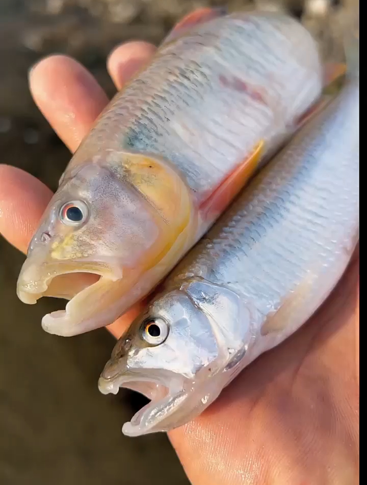今天出来觅食居然发现了一对离家出走的情侣鱼