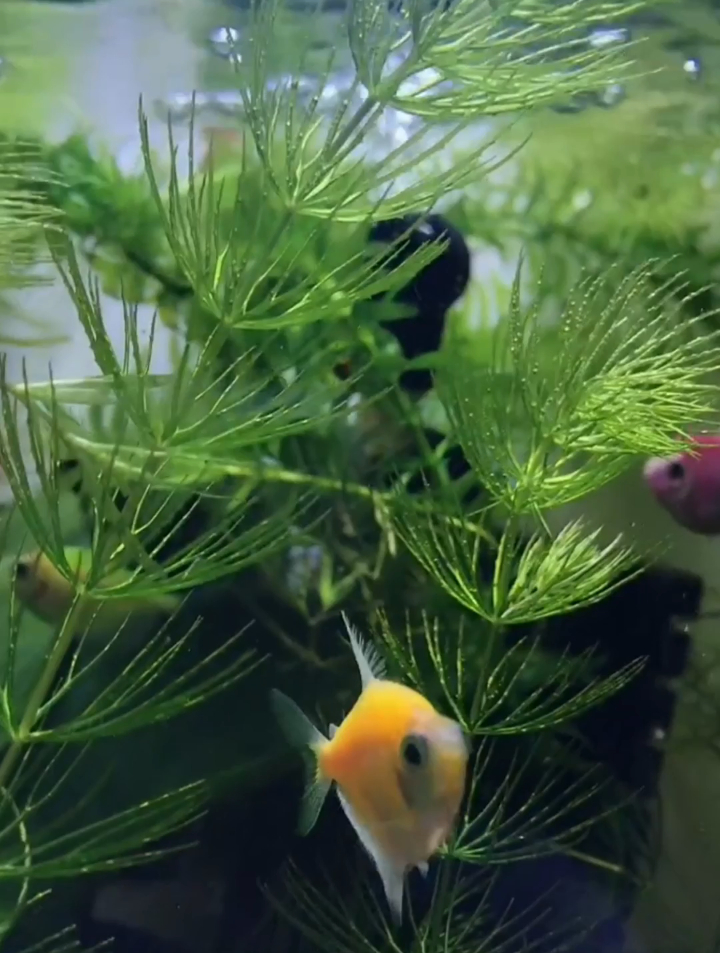 你知道金鱼藻吗?对小鱼苗的隐蔽性很强很强,极其好养易成活