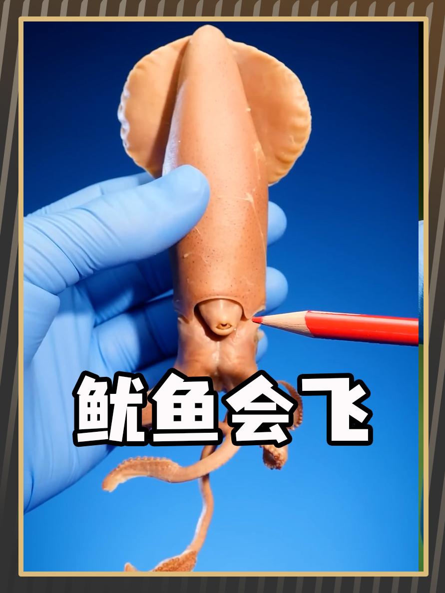 鱿鱼居然还会飞?你不知道吧!