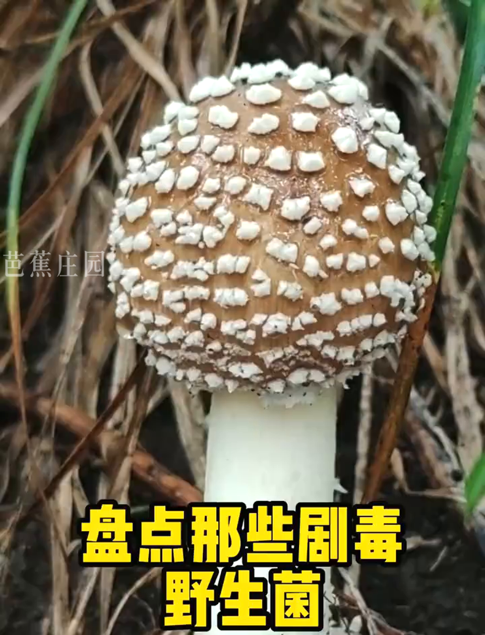 细数那些毒性超强的野生蘑菇!
