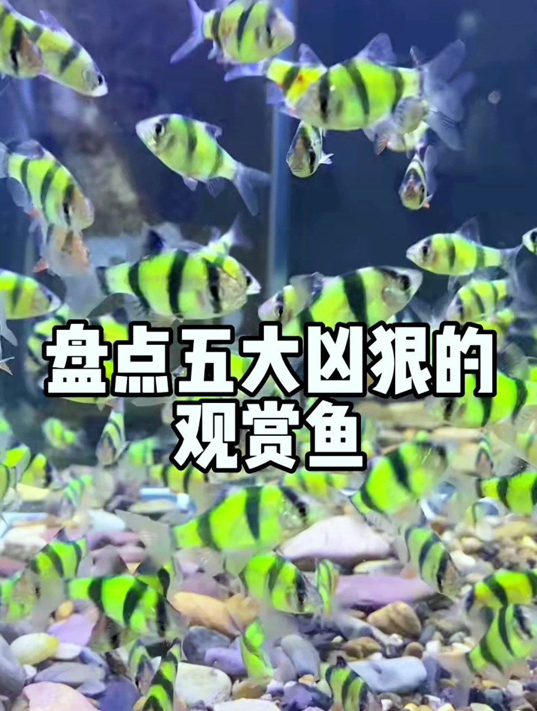 五大“凶狠”的小型观赏鱼,你知道吗?