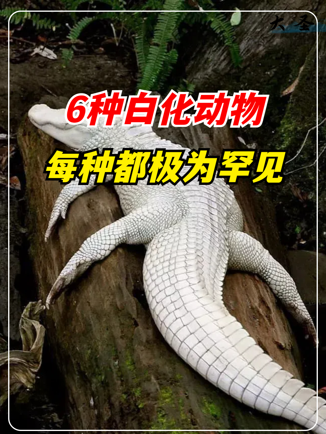 6种全球最贵的白化动物,每种都极为罕见,一只价值高达上亿元!