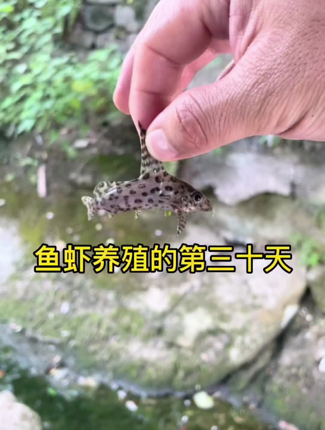 在小河里居然能抓到这么多小鱼