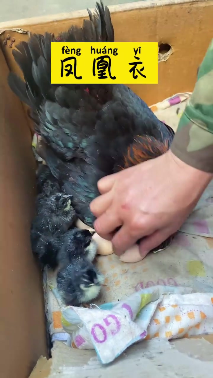 鸡蛋里面的一层膜,竟然有那么好听的名字