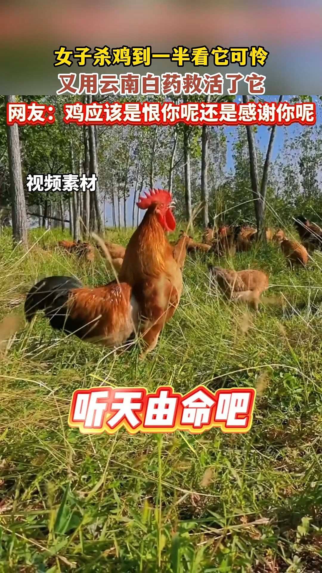 女子杀鸡到一半看它可怜，又用云南白药救活了它