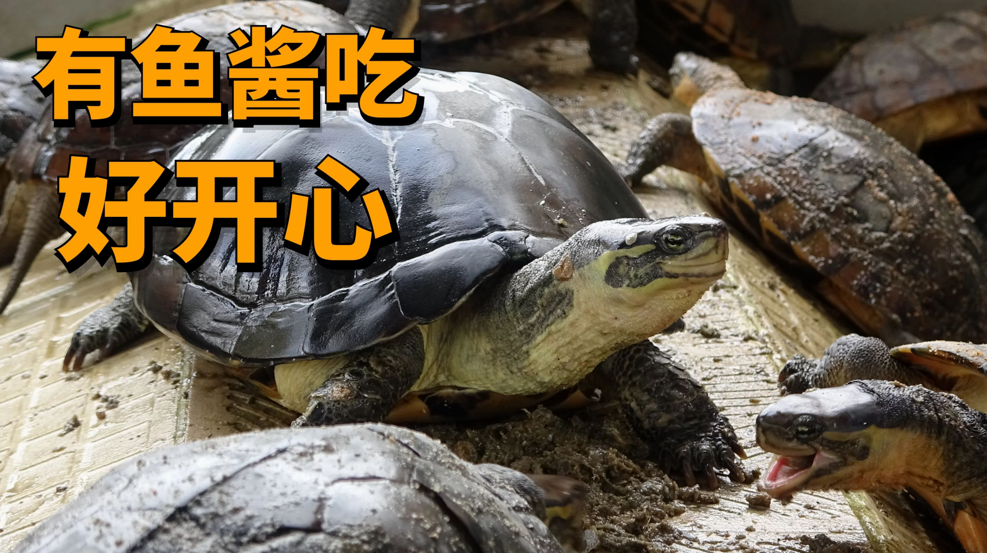 老林的石金钱龟苗孵出越来越多,为了犒劳种龟,特意用鱼酱喂它们