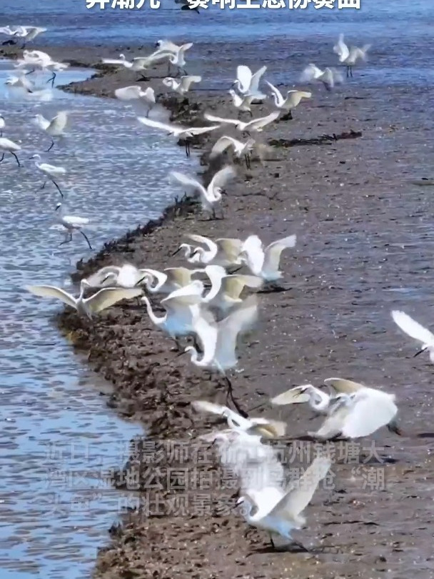 杭州现百鸟抢潮头鱼自然盛景