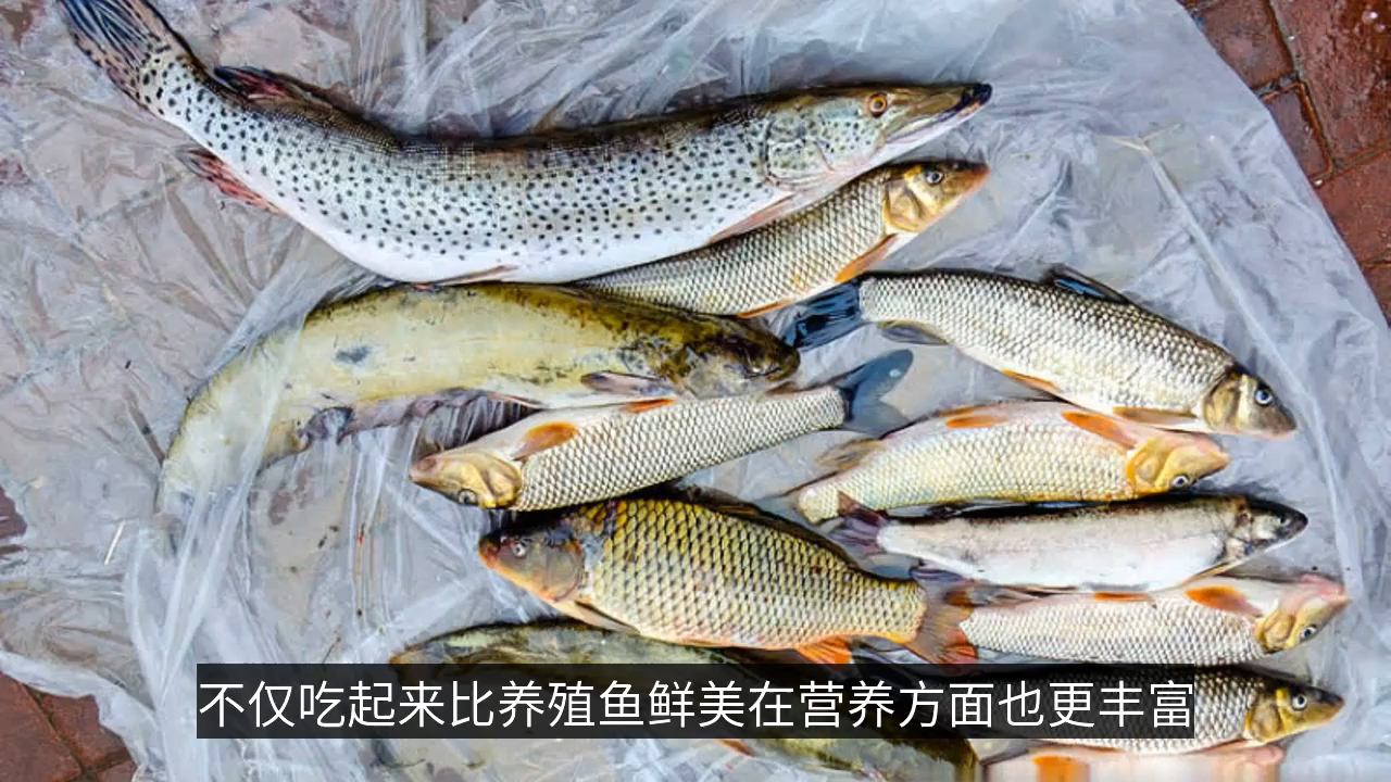 5年长不到3厘米,常误认是河里小杂鱼,价值珍贵却少人知