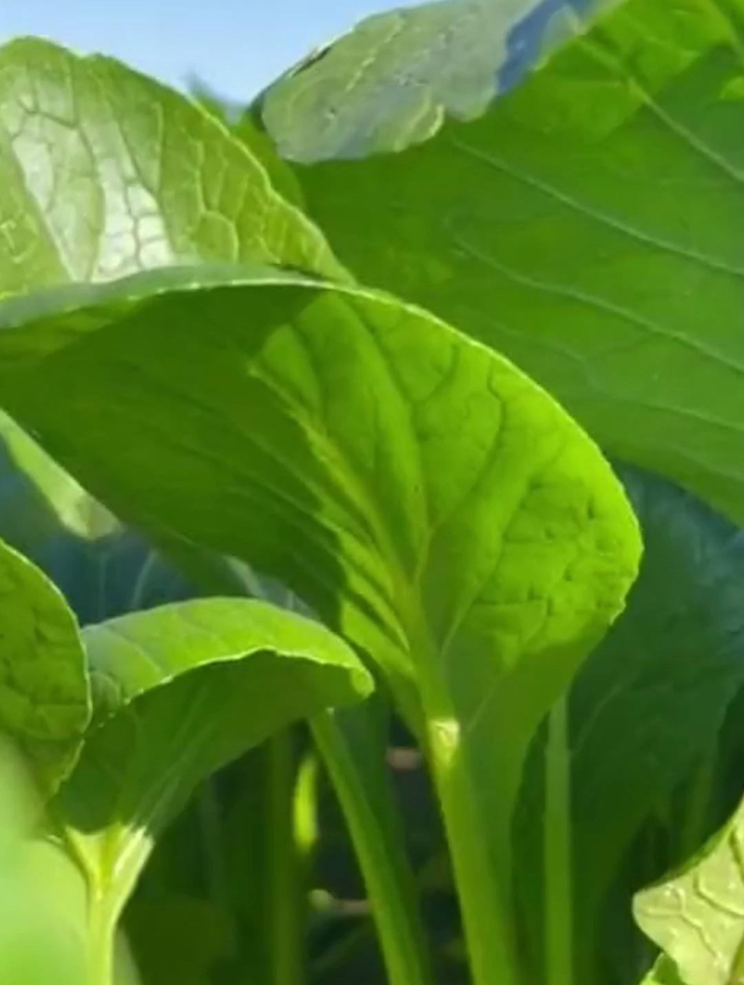 现在正是种植青梗小白菜的时候,3天发芽,20天就可以采收