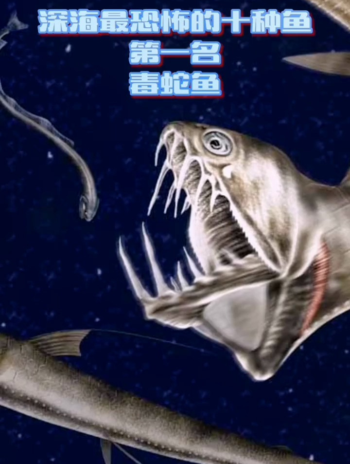 盘点深海最恐怖的十种生物第一名:毒蛇鱼