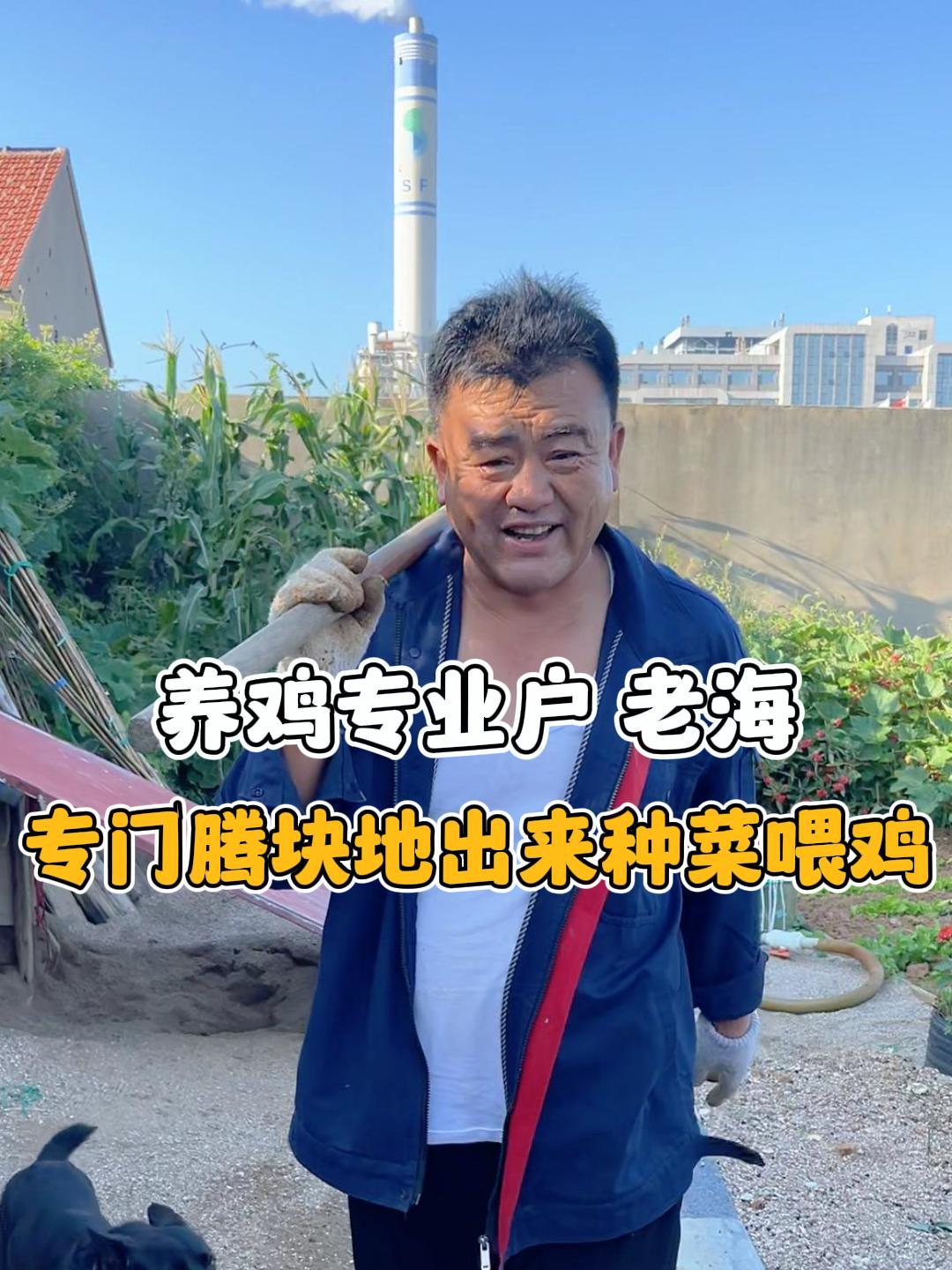 老海今天专门为新增的鸡腾出一块地来种菜,愿它们快快长大