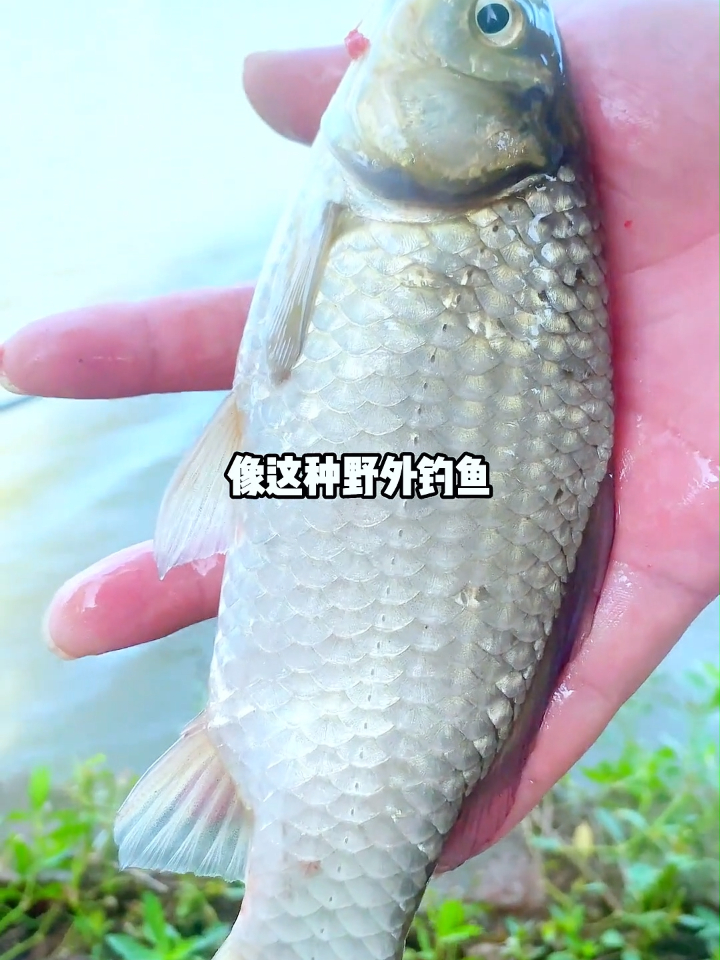 还在为钓什么鱼用什么饵料烦恼吗?大师推荐,一包搞定!