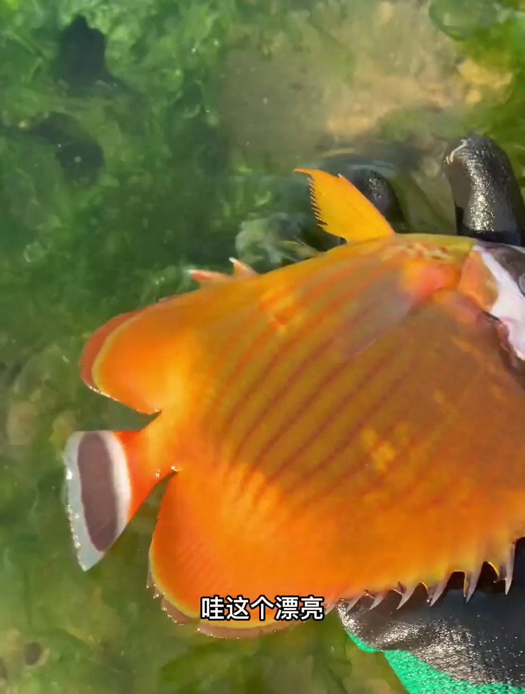 富贵今天去赶海在海藻滩上抓到了一群漂亮鱼