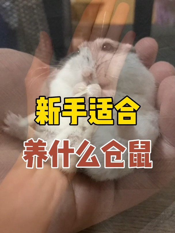 新手适合养什么仓鼠?这4种入门级的可以看一看