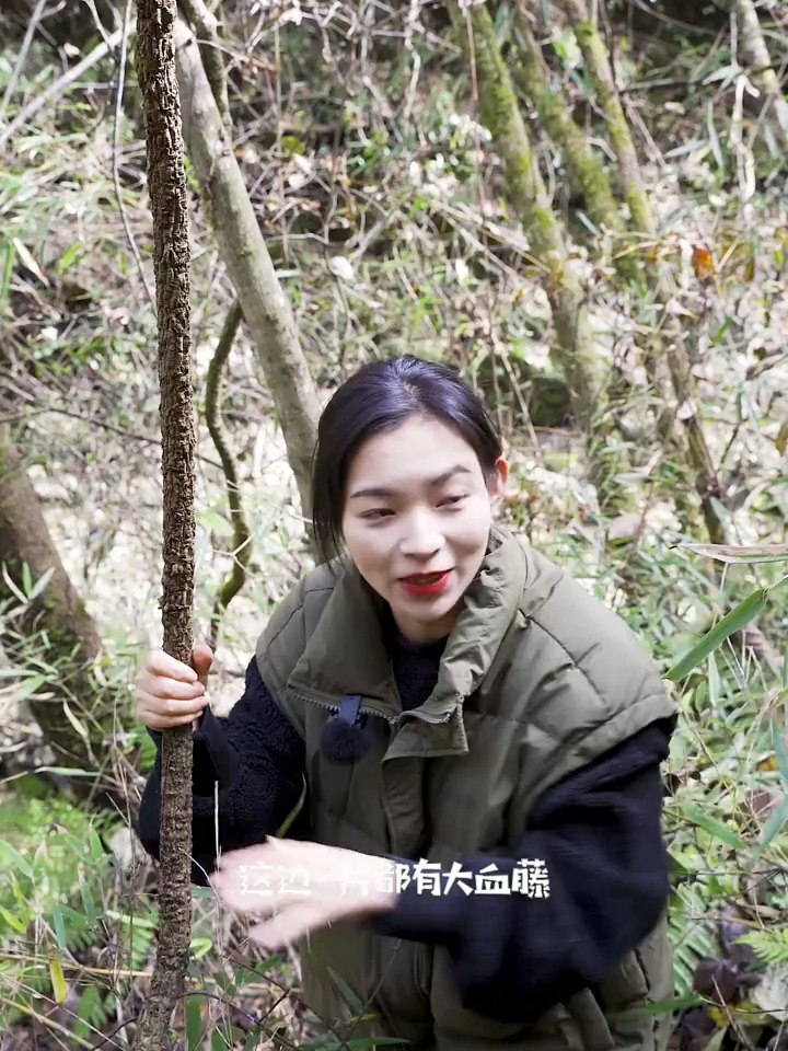 大血藤和鸡血藤有区别的大家要区分清楚哦