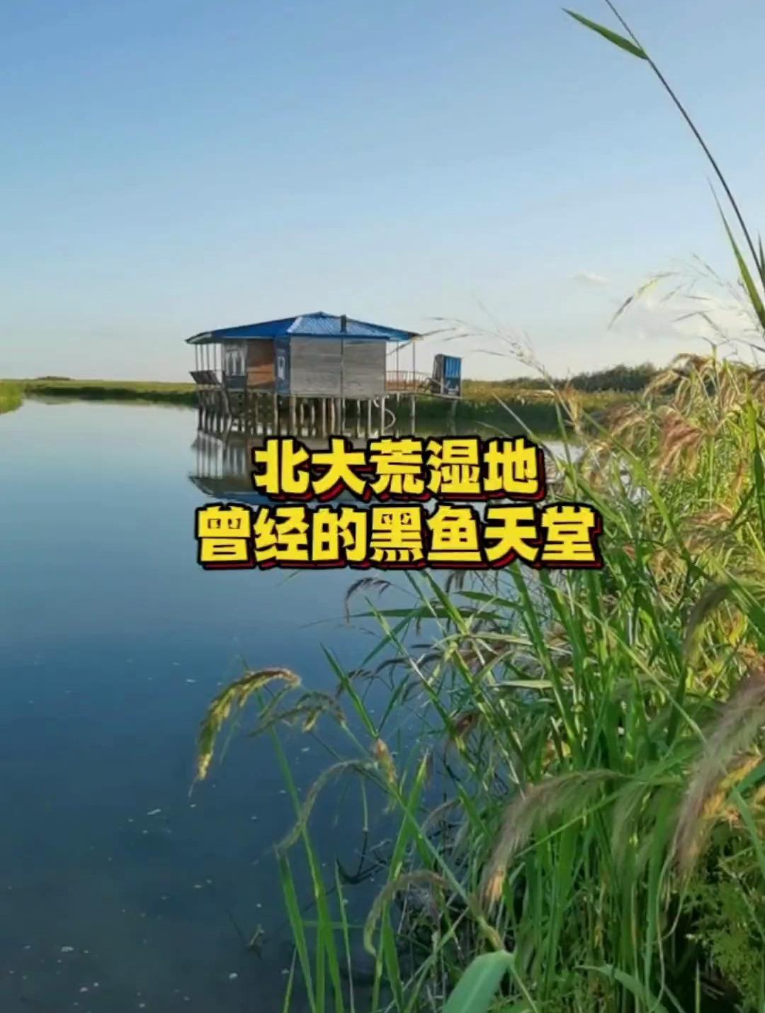 北大荒湿地曾经的黑鱼天堂……