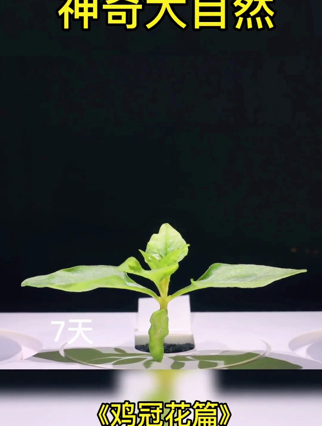 植物生长过程之鸡冠花