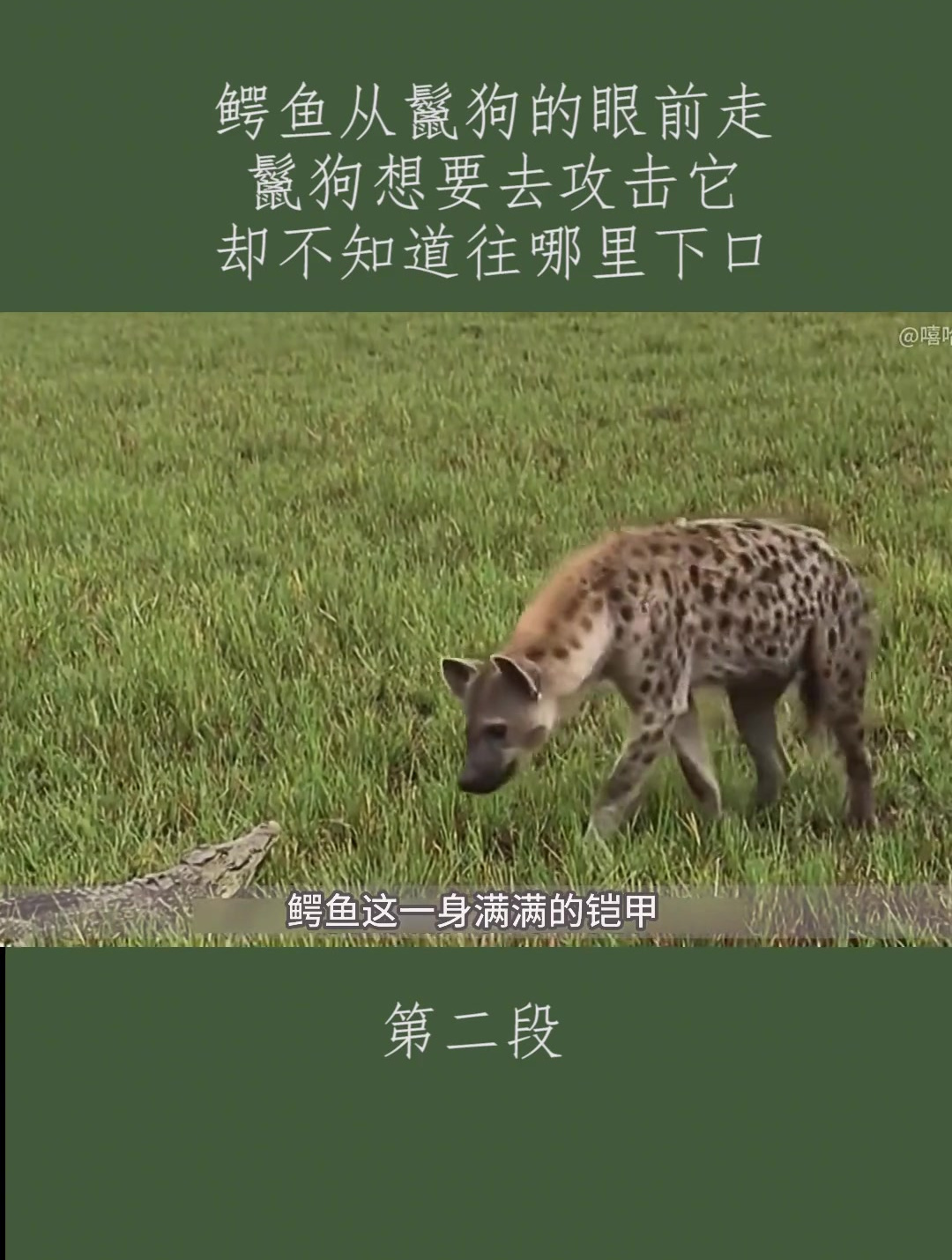 鳄鱼从鬣狗的眼前走过,鬣狗想要去攻击它,却不知道往哪里下口