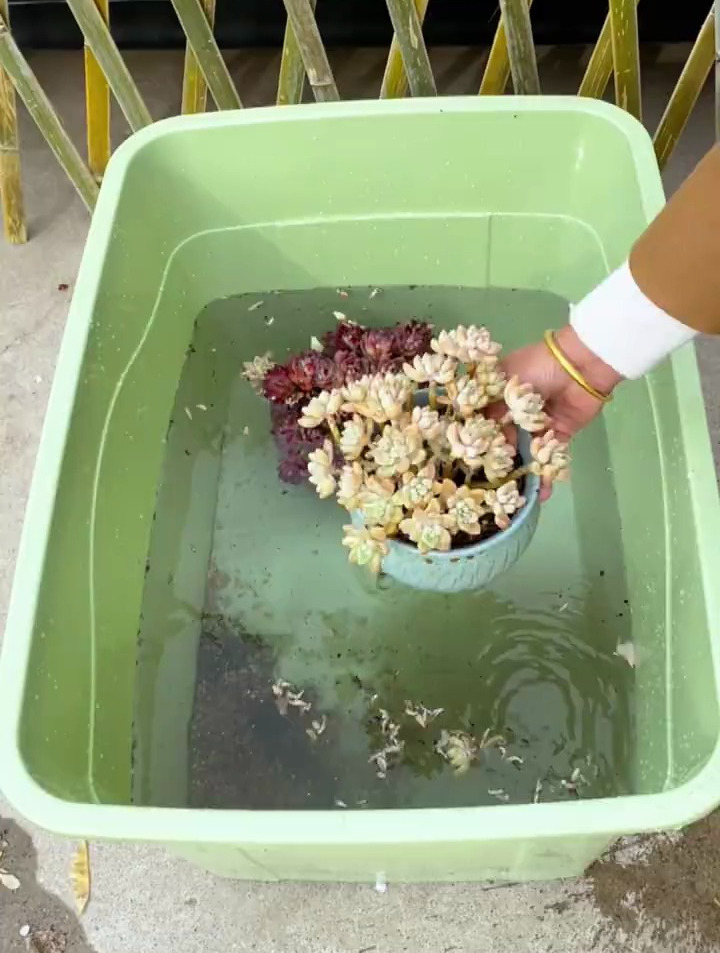 花卉绿植小知识,东云系多肉这样养,简直养得又大又肥