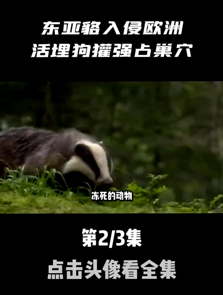 东亚貉入侵欧洲,活埋狗獾强占巢穴,猞猁救命才免于断子绝孙!02