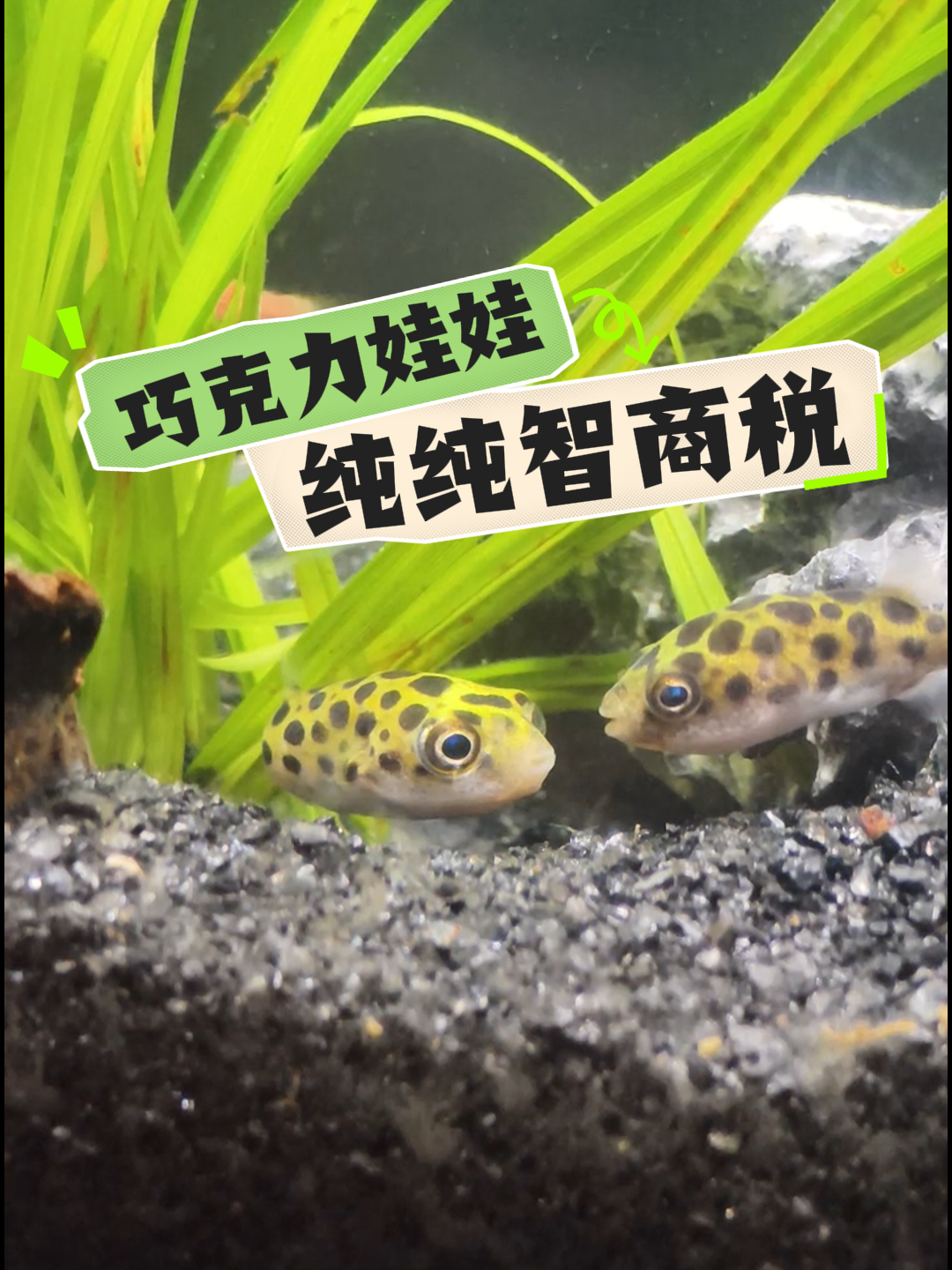排雷劝退-巧克力娃娃纯纯智商锐别做大冤种