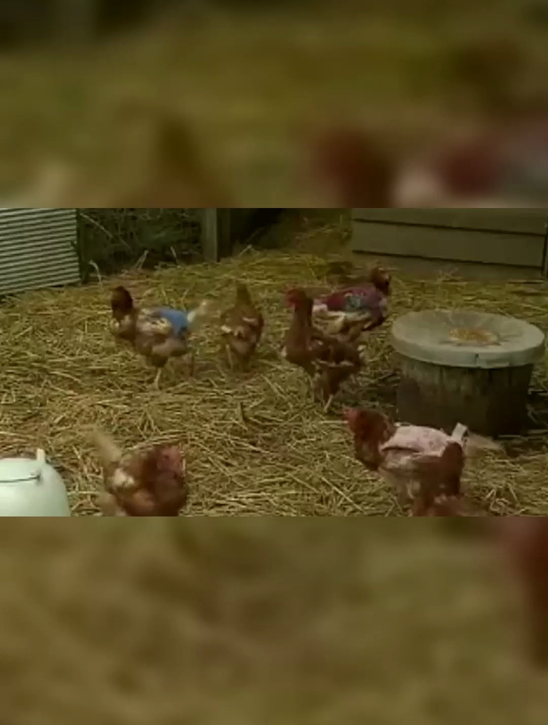 给小鸡穿御寒毛衣 为高速上的一家鸭子让路 澳洲已成动物天堂