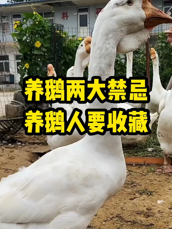 养了鹅两大禁忌,养鹅人要收藏